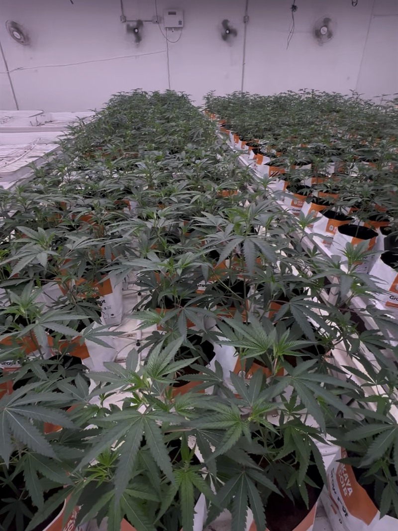 Rows of young plants in coco grow bags under LED bars in a commercial veg room