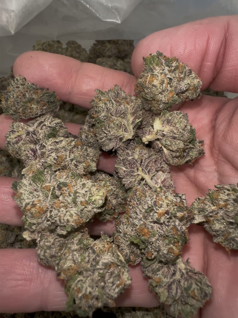 Hand holding a pile of cured flower