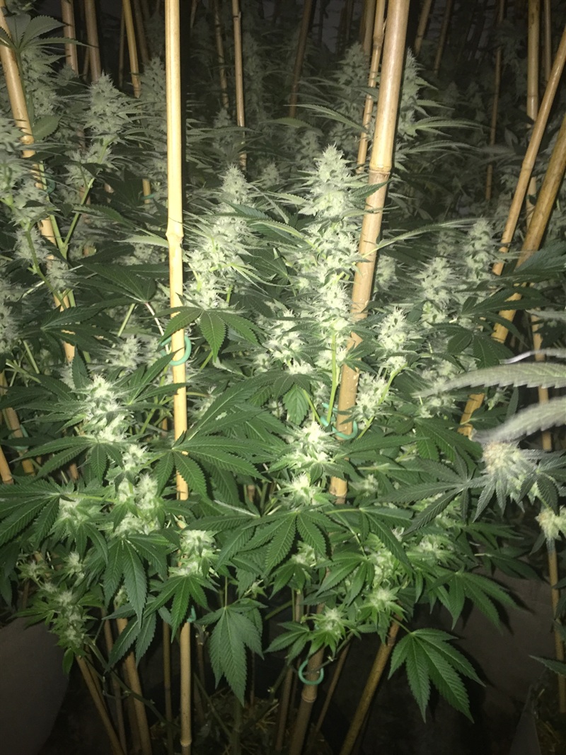 Flowering cannabis canopy under bamboo stakes