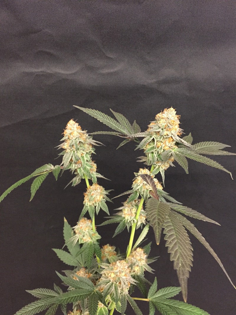 Finished cola with amber pistils against a dark backdrop