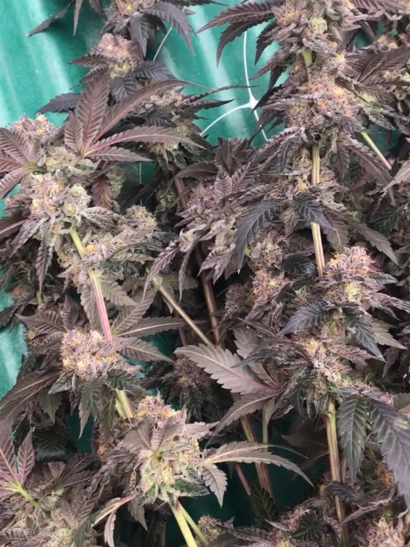 Dense purple flowering colas with heavy frost